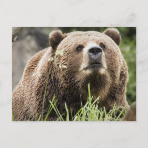 ALASKA POSTKARTE