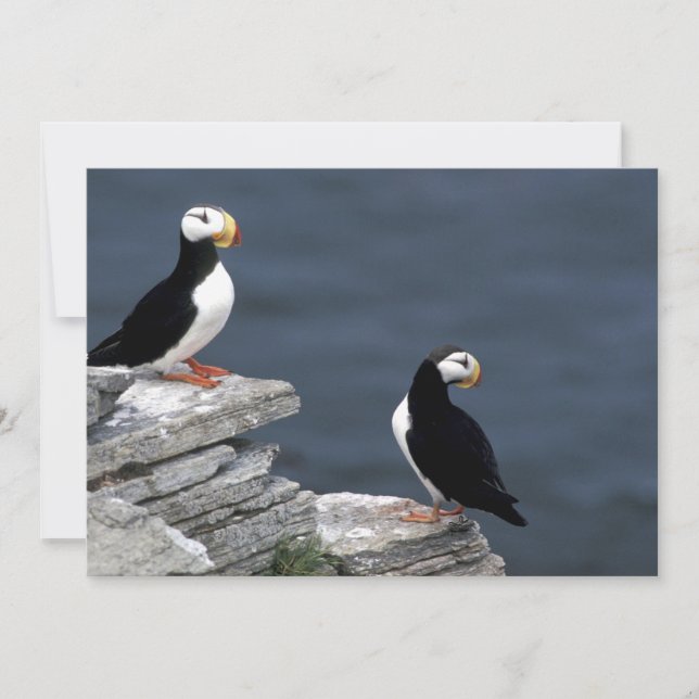 Alaska Puffins füttern farbenfrohe Vögel (Vorderseite)