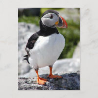 Alaska Puffins füttern farbenfrohe Vögel