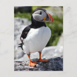 Alaska Puffins füttern farbenfrohe Vögel Postkarte