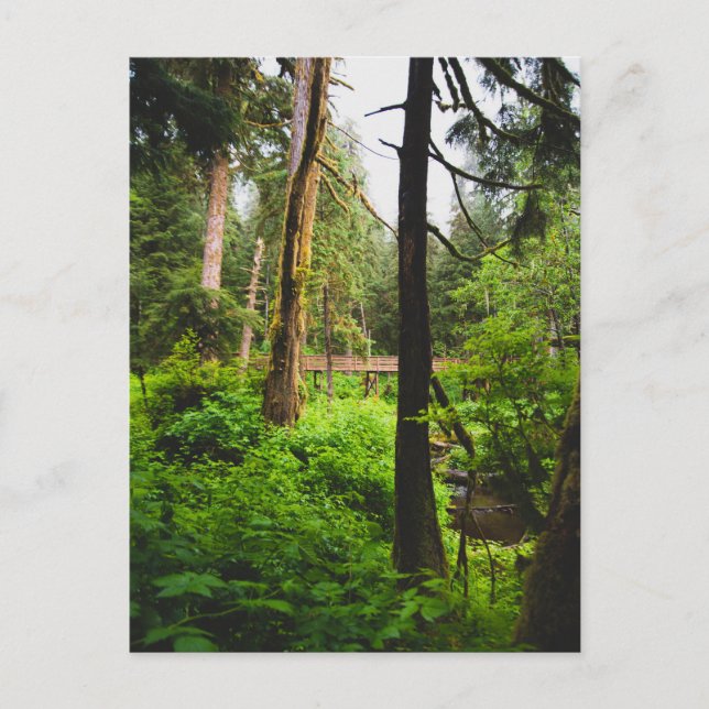 Alaska Rainforest Postkarte (Vorderseite)
