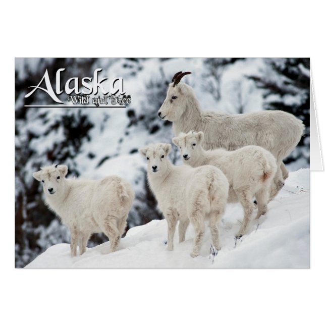 Alaska sauvage et libre (Devant horizontal)
