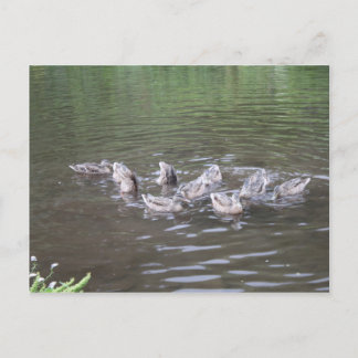 Alaska Scenus Postkarte