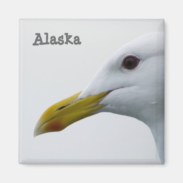 Alaska Seagull Magnet (Vorne)