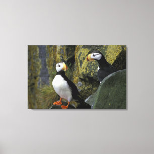 Alaska, St. Paul Island, die Pribilofs, gehörnt Leinwanddruck