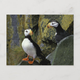 Alaska, St. Paul Island, die Pribilofs, gehörnt Postkarte