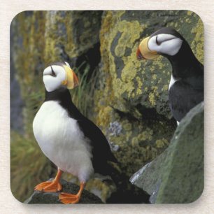 Alaska, St. Paul Island, die Pribilofs, horned Getränkeuntersetzer
