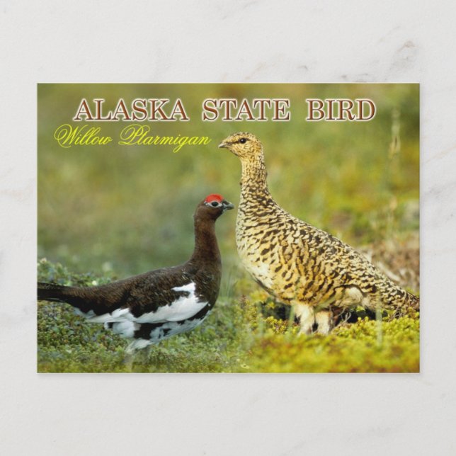 Alaska Staat Bird - Willow Ptarmigan Postkarte (Vorderseite)