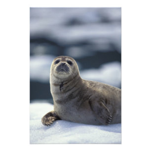 Alaska, Südost-Region Seehund auf Eis Fotodruck