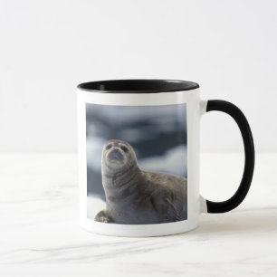 Alaska, Südost-Region Seehund auf Eis Tasse