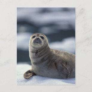 Alaska, Südostregion Hafen Siegel auf Eis Postkarte