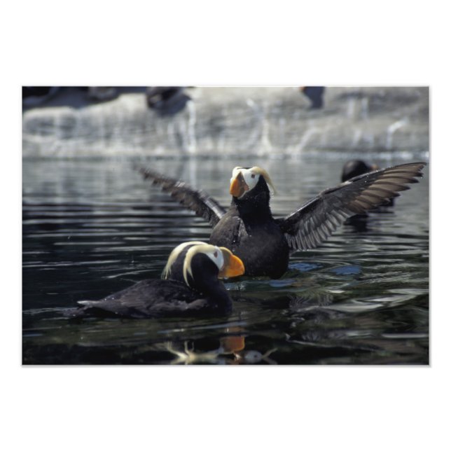 Alaska Tufted Puffins Fotodruck (Vorne)