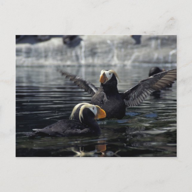 Alaska Tufted Puffins Postkarte (Vorderseite)