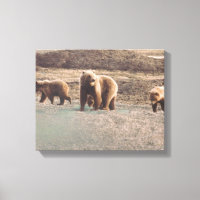 Alaska Tundra Grizzlies Foto Designed Print