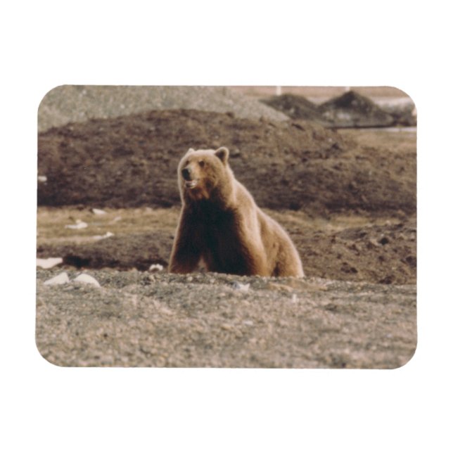 Alaska Tundra Grizzly säen arktischen Kühlschrank Magnet (Horizontal)