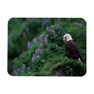 Alaska, Unalaska-Insel Weißkopfseeadler unter Noot Magnet