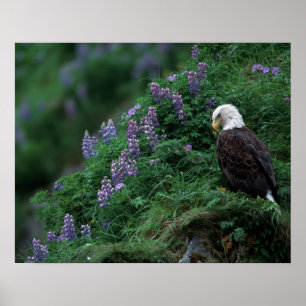 Alaska, Unalaska-Insel Weißkopfseeadler unter Noot Poster