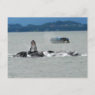 Alaska Whales Postkarte