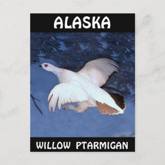 Alaska Willow Ptarmigan Postkarte