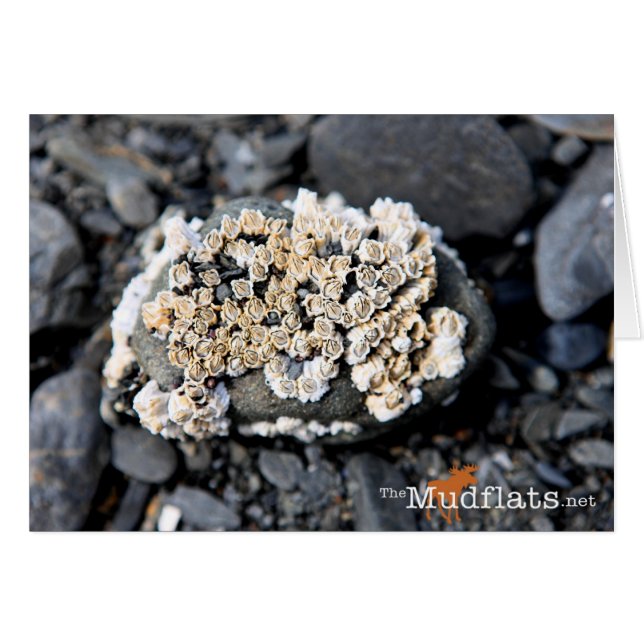 Alaskan Barnacle (Vorderseite (Horizontal))