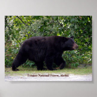 Alaskan Bear Poster