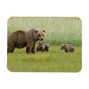 Alaskan Brown Bären Sow und drei Cubs, Ursus Magnet