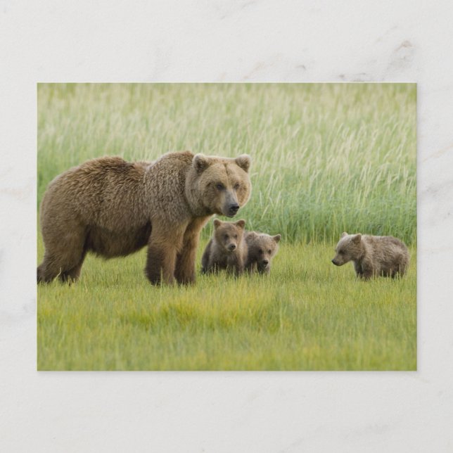 Alaskan Brown Bären Sow und drei Cubs, Ursus Postkarte (Vorderseite)