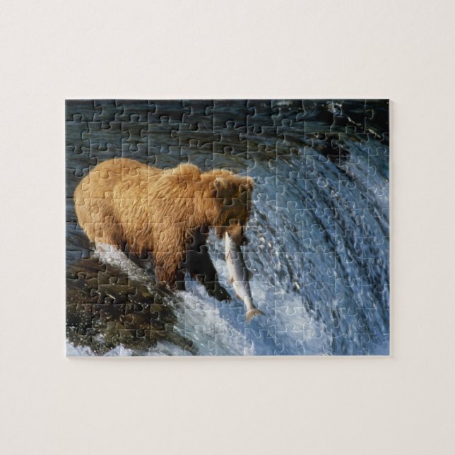 Alaskan Brown Bear Fangen von Lachs bei Brooks (Horizontal)