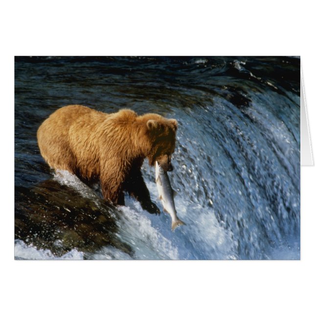 Alaskan Brown Bear Fangen von Lachs bei Brooks (Vorderseite (Horizontal))