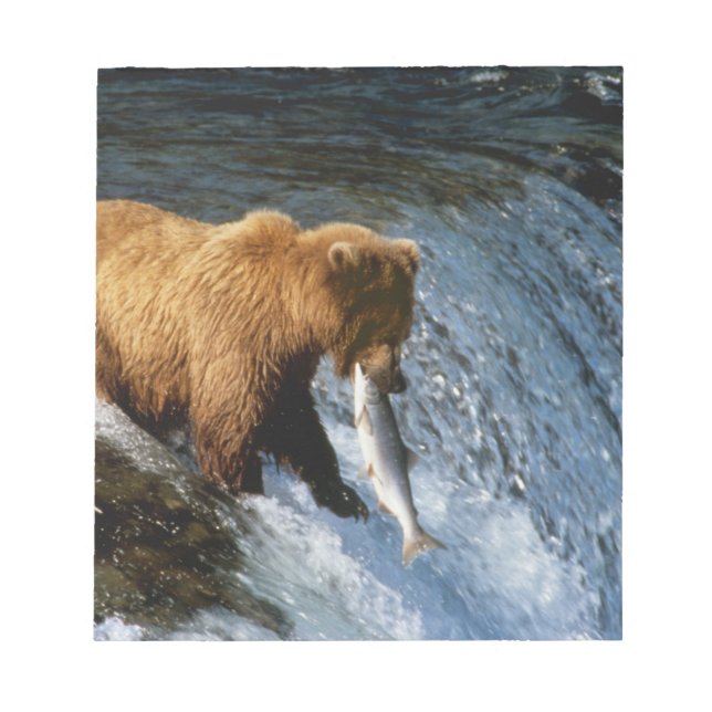Alaskan Brown Bear Fangen von Lachs bei Brooks Notizblock (Vorderseite)