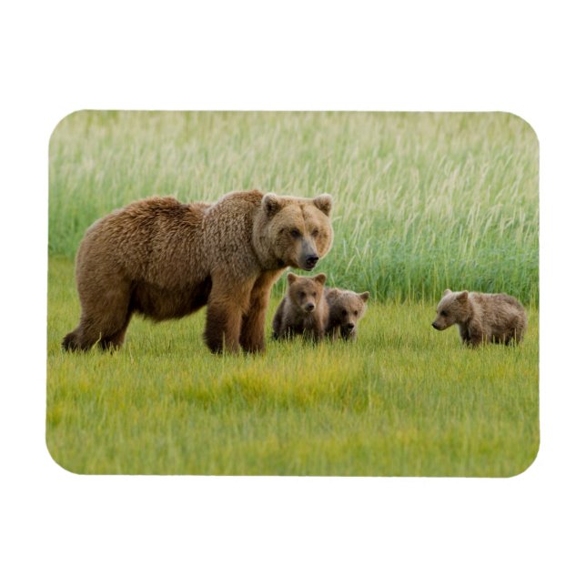 Alaskan Brown Bear mit Cubs auf einer Wiese Magnet (Horizontal)