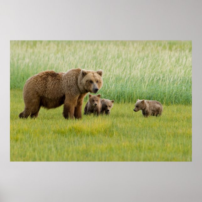 Alaskan Brown Bear mit Cubs auf einer Wiese Poster (Vorne)