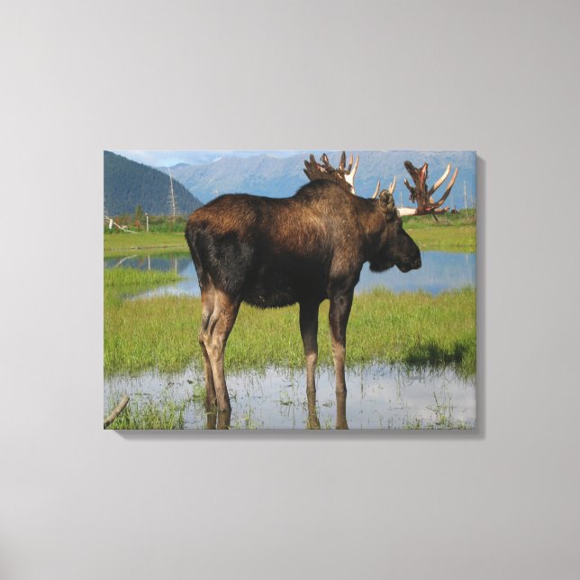 Alaskan Bull Moose im Landschaftlichen Marsh Foto  Leinwanddruck (Vorderseite)