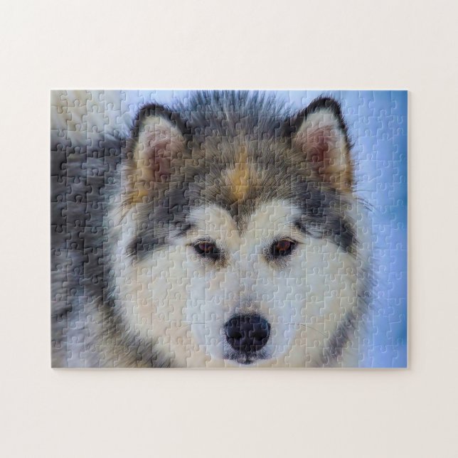 Alaskan Huskey Dog. (Horizontal)