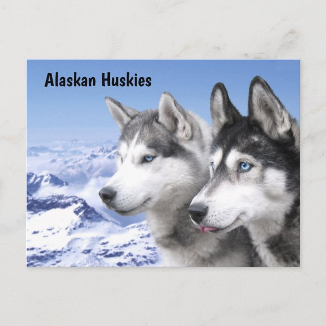 Alaskan Huskieses Postkarte (Vorderseite)