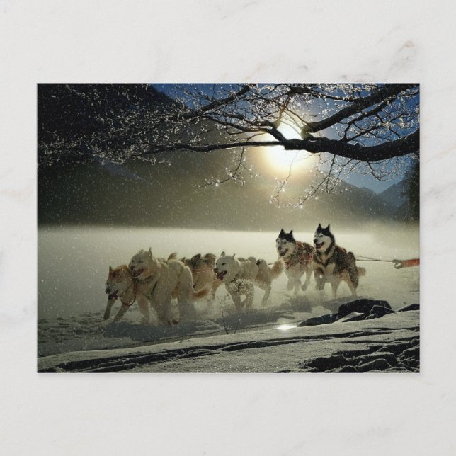 Alaskan Husky Dog Sled Race Postkarte (Vorderseite)