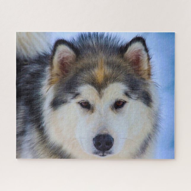Alaskan Husky Hund. (Horizontal)