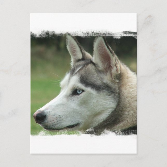 Alaskan Husky Postcard Postkarte (Vorderseite)