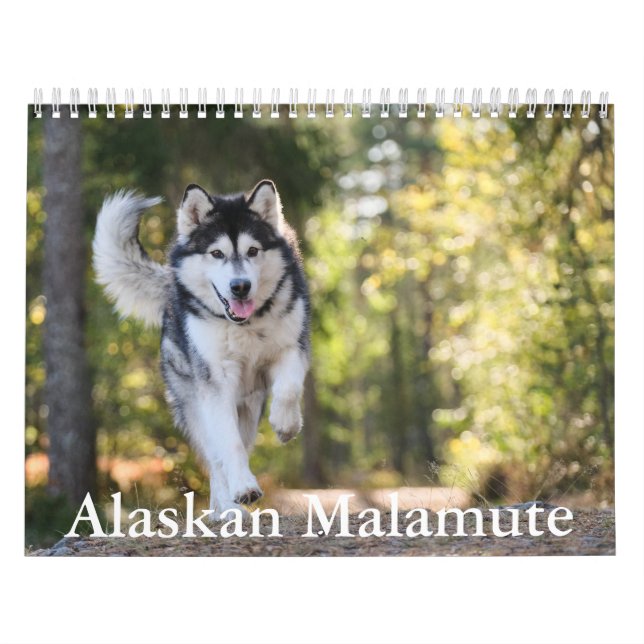 Alaskan Malamute Calendar Kalender (Titelbild)