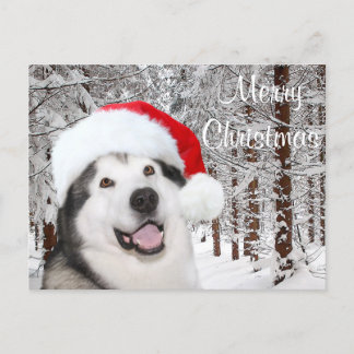 Alaskan Malamute Christmas Feiertagspostkarte