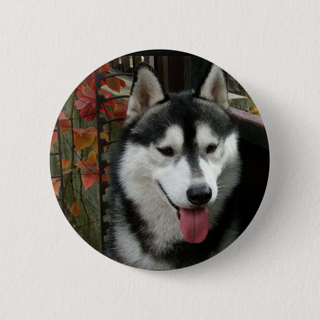 Alaskan Malamute Dog 3 Button (Vorderseite)