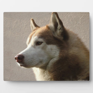Alaskan Malamute Dog Foto Fotoplatte