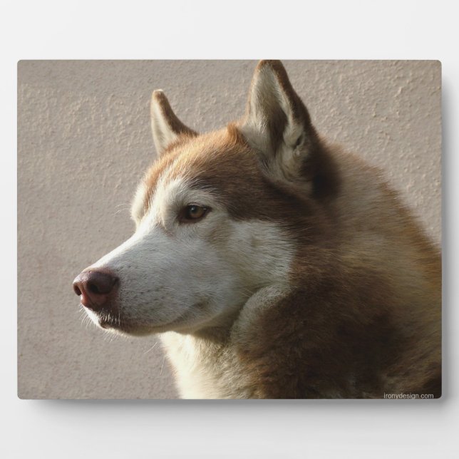 Alaskan Malamute Dog Foto Fotoplatte (Vorderseite)
