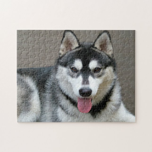 Alaskan Malamute Dog Foto Image (Horizontal)