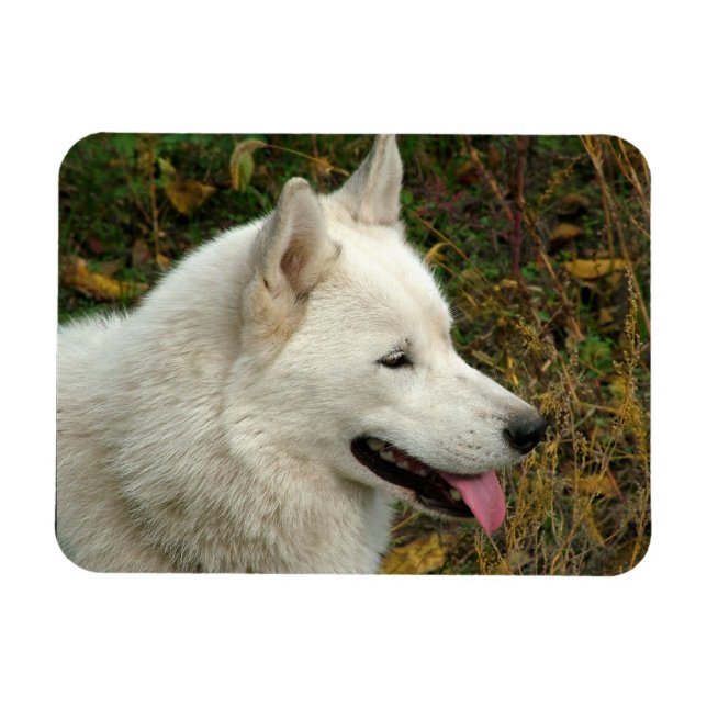 Alaskan Malamute Dog Foto Magnet (Horizontal)
