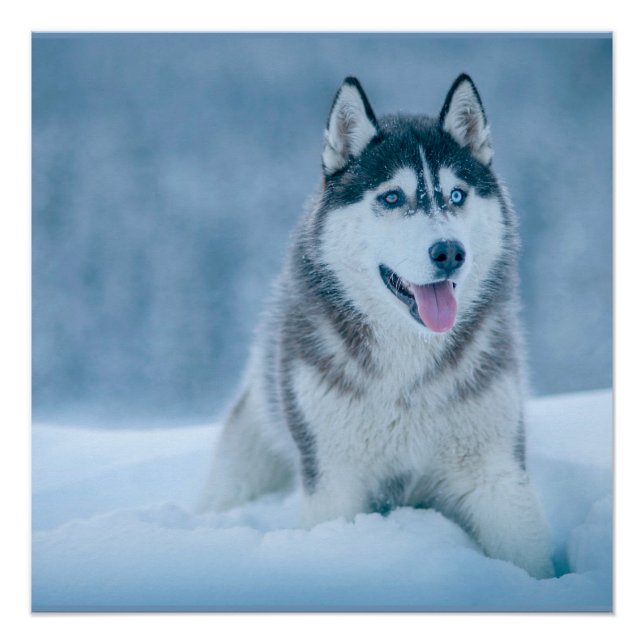 Alaskan Malamute geht auf Schneefeld Poster (Vorderseite)