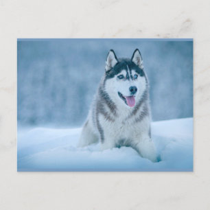 Alaskan Malamute geht auf Schneefeld Postkarte