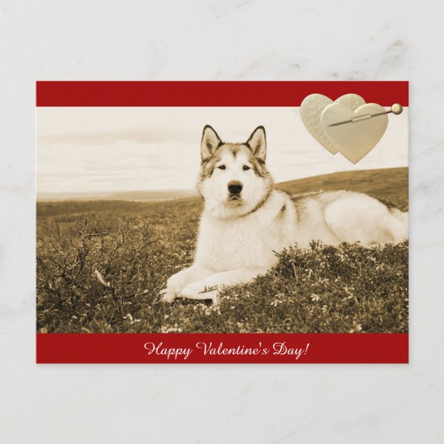 Alaskan Malamute Happy Valentine's Day Postkarte (Vorderseite)