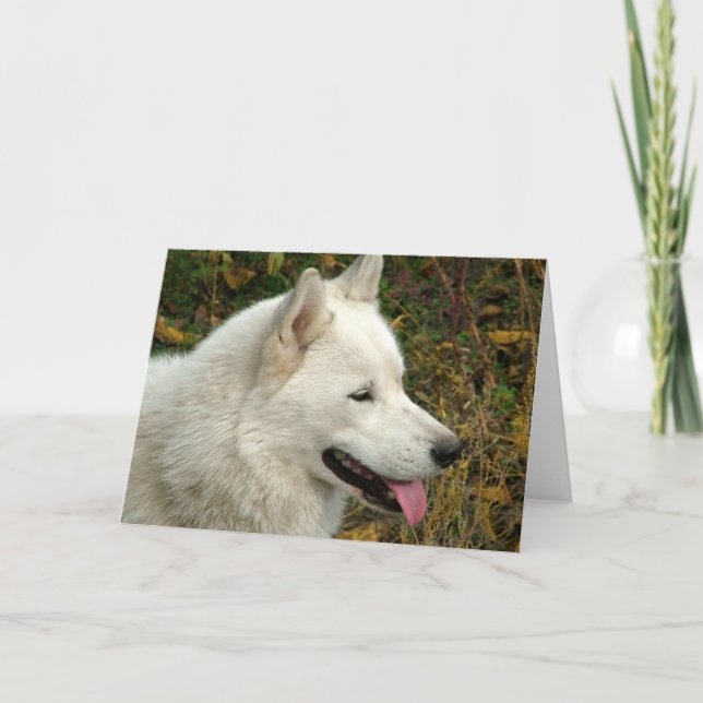 Alaskan Malamute Hunde Karte (Vorderseite)