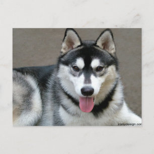 Alaskan Malamute Hunde Postkarte